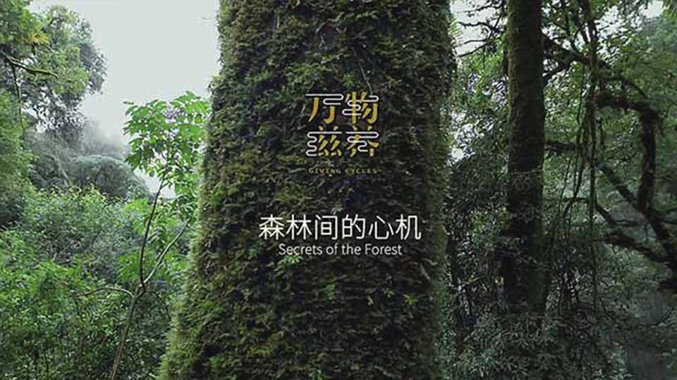 紀錄片:《萬物滋養》第一集森林間的心機